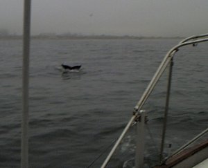 Grey whale in Monterey Bay